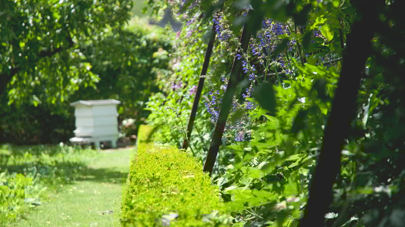 Walled Fruit Garden, West Dean Gardens 
