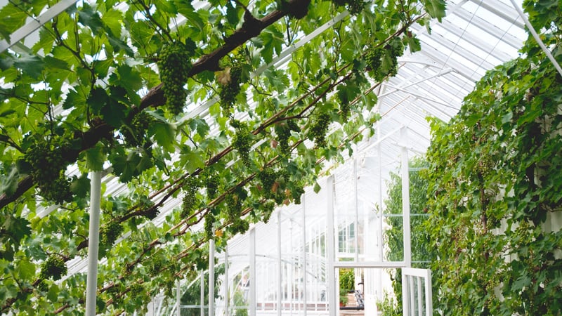 Vinery glasshouse at West Dean Gardens