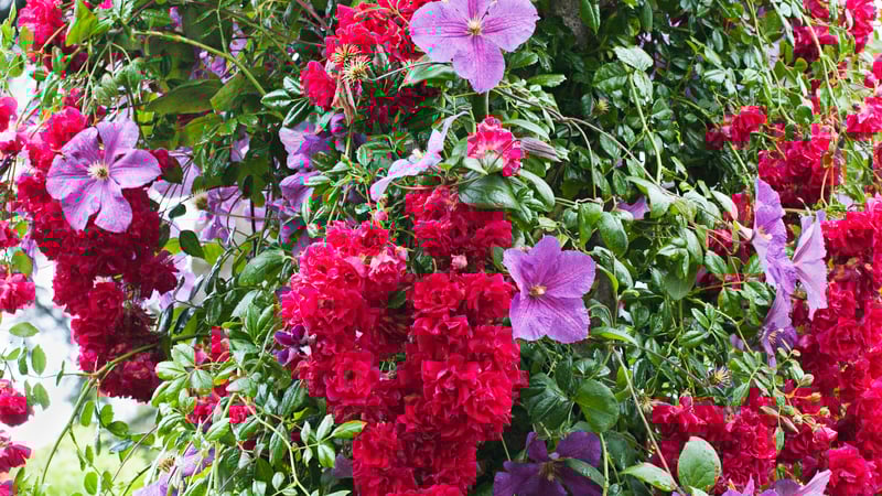 Summer Flower Displays at West Dean Gardens