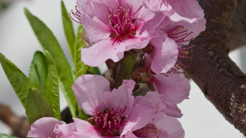 Blossom at West Dean Gardens West Sussex