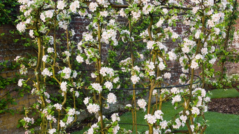 Apple Cox’s Pomona, West Dean Gardens