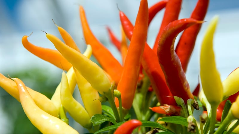 West Dean Chilli Fiesta