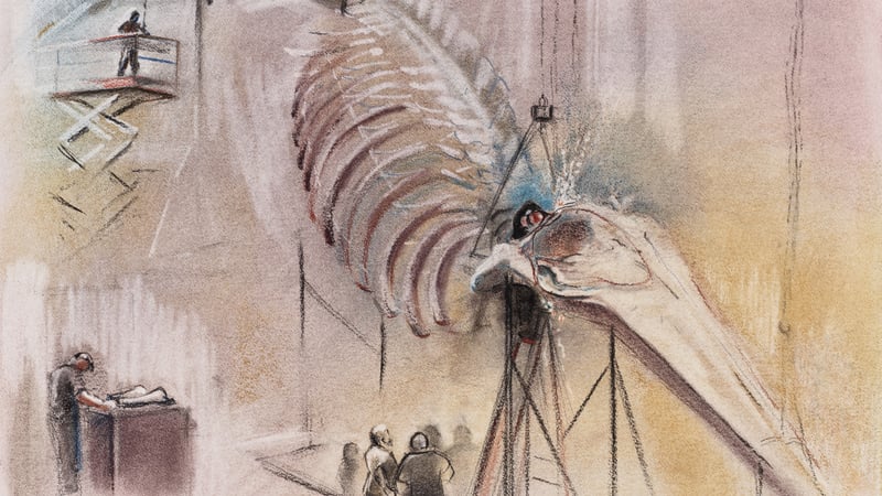 Pastel Painting Test Hanging the Blue whale skeleton