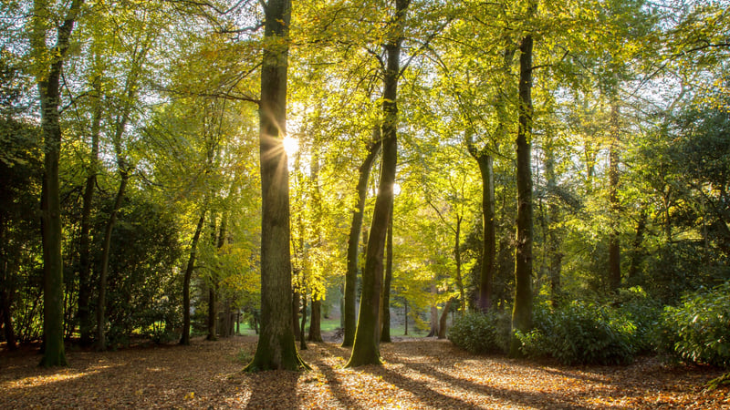 St Roche's Arboretum in autumn 