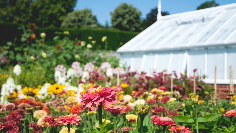 Flowers in front of the glasshouses at West Dean Gardens
