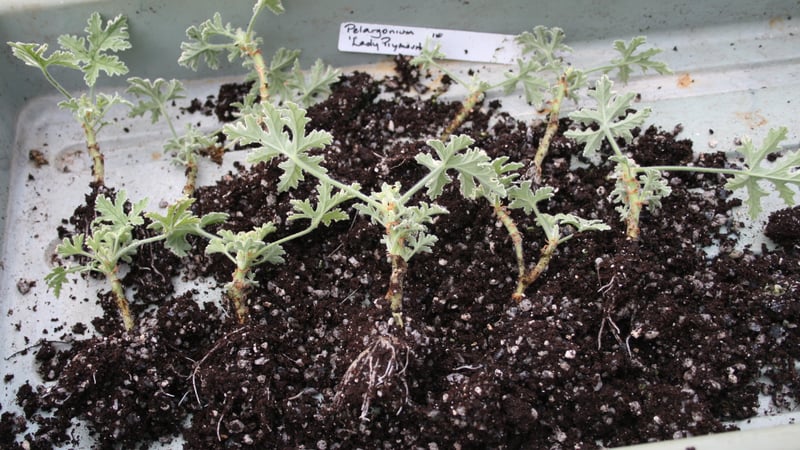 Propagation rooted cuttings by Sally Gregson, gardening tutor at West Dean College