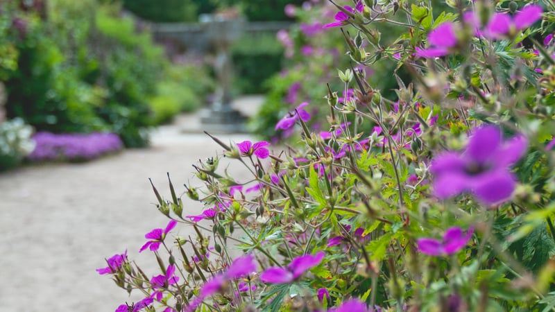 Walled Fruit Garden at West Dean Gardens