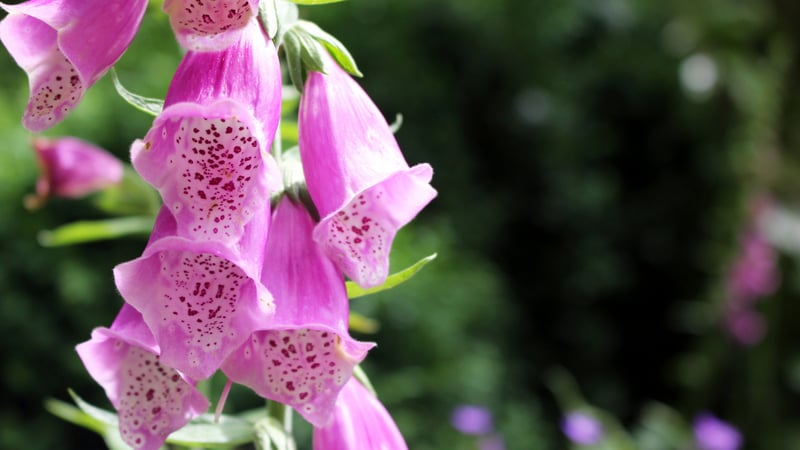 Pink foxgloves