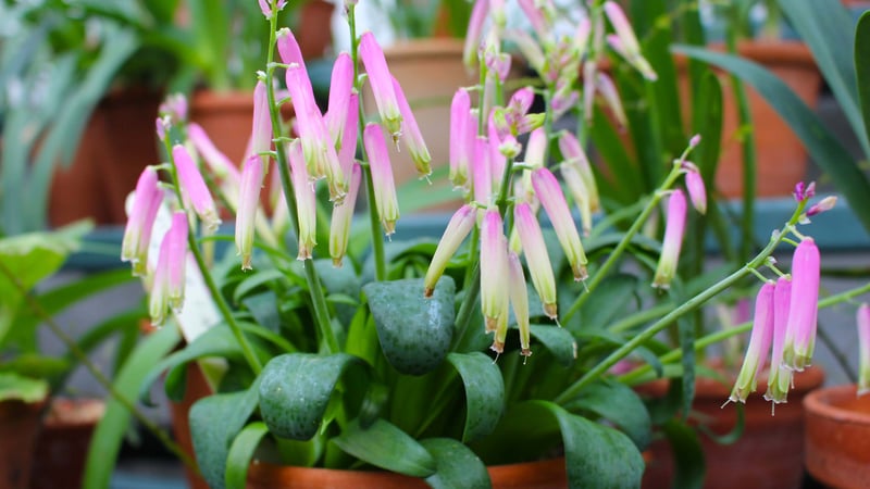Lachenalia