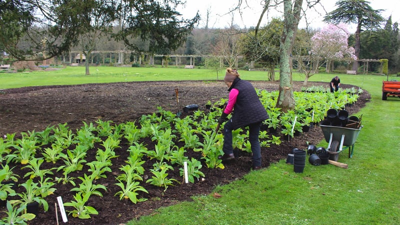 The Gardens team plant the Foxgloves near the Pergola