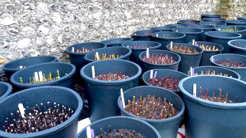 The Gardens team has propagated around 25 different varieties of winter stems, ready to plant in Autumn 2021.