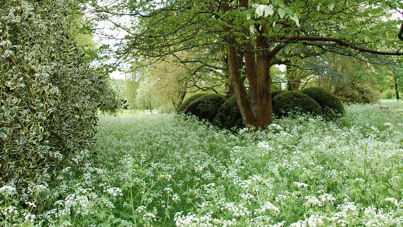 Wildflower Meadow at West Dean 