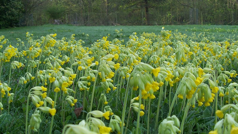 Cowslips at West Dean Gardens 