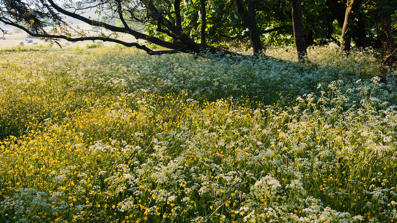 Wildflower Meadows at West Dean Gardens 