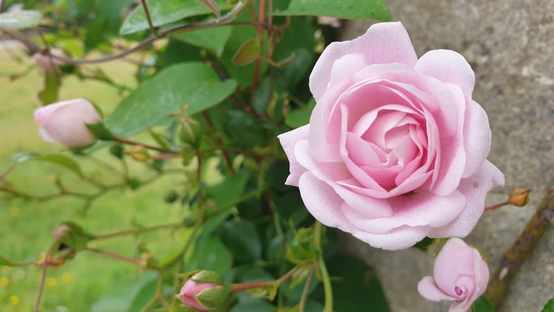 Roses in bloom along the pergola