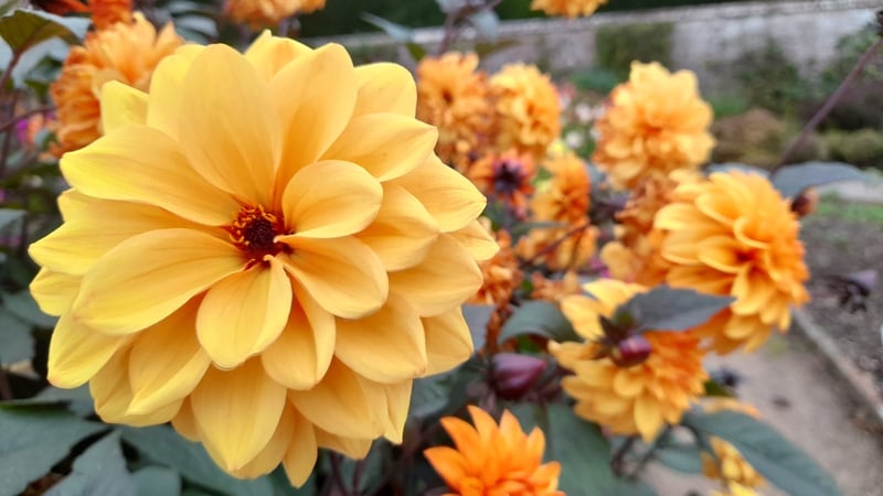 Radiant dahlias in the Cutting Garden