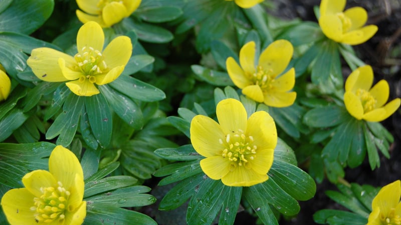 Winter aconites at West Dean Gardens