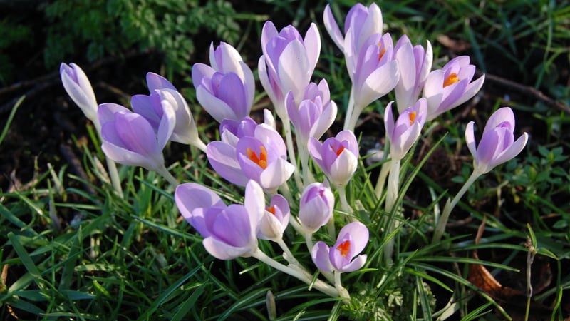 Purple crocuses, West Dean Gardens