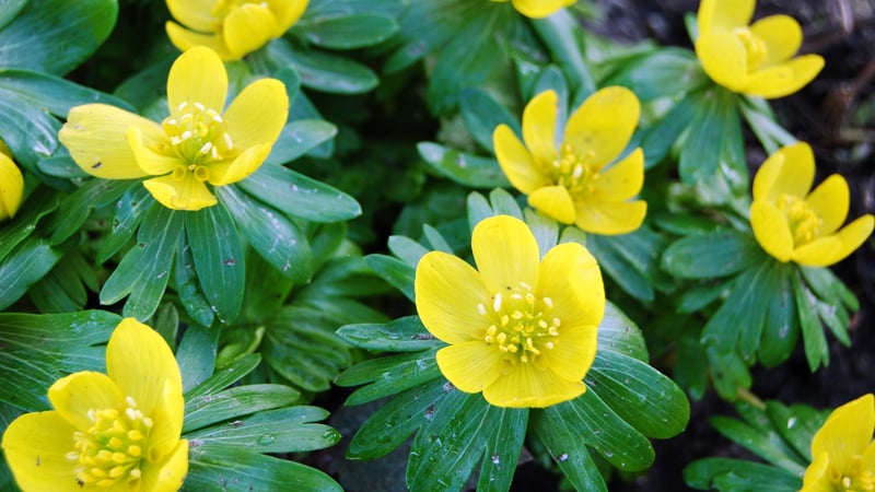 Winter acconites, a splash of colour in February 