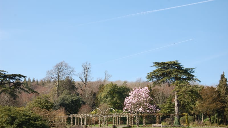 Magnolia madness at West Dean