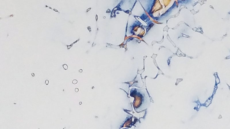 Merna Liddawi – Emergent Series (2017)