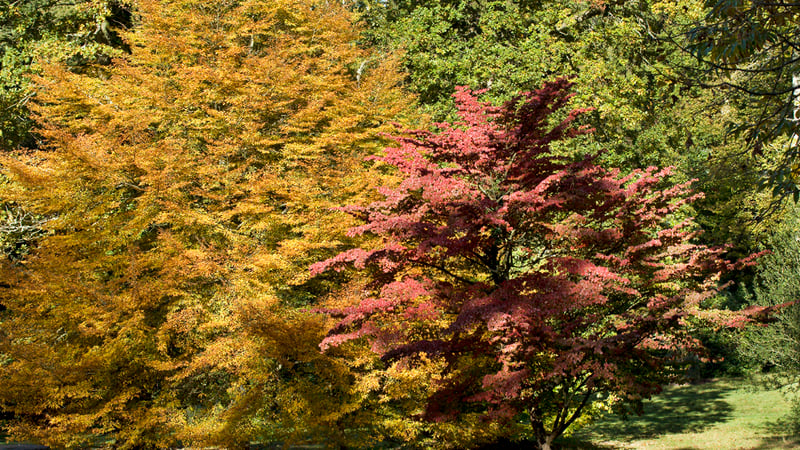 Autumn colour in the gardens – Cornus Kousa Chinensis and Fagus Sylvatica, ‘Heterophylla