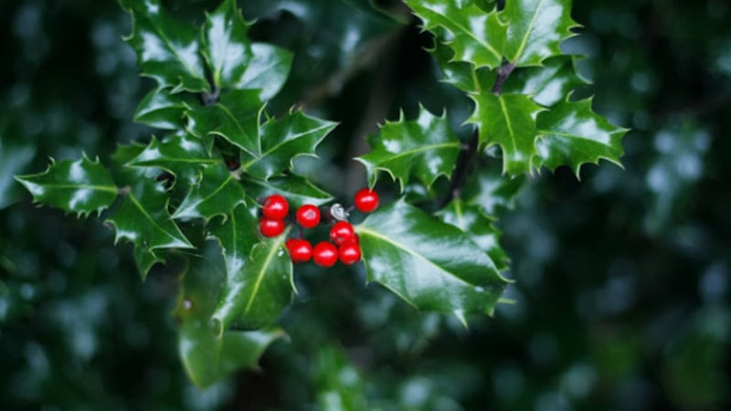 Holly leaves and berries