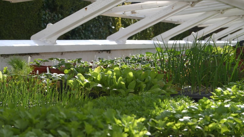 Summer salads and herbs in the cold frames @westdeangardens