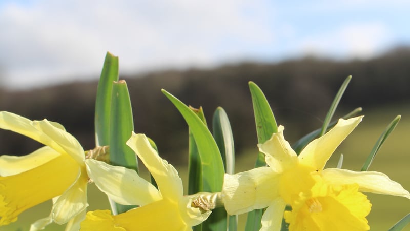 Daffodils at West Dean Gardens
