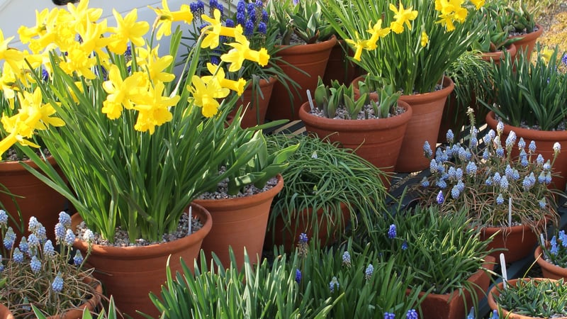 Pots in Spring at West Dean Gardens