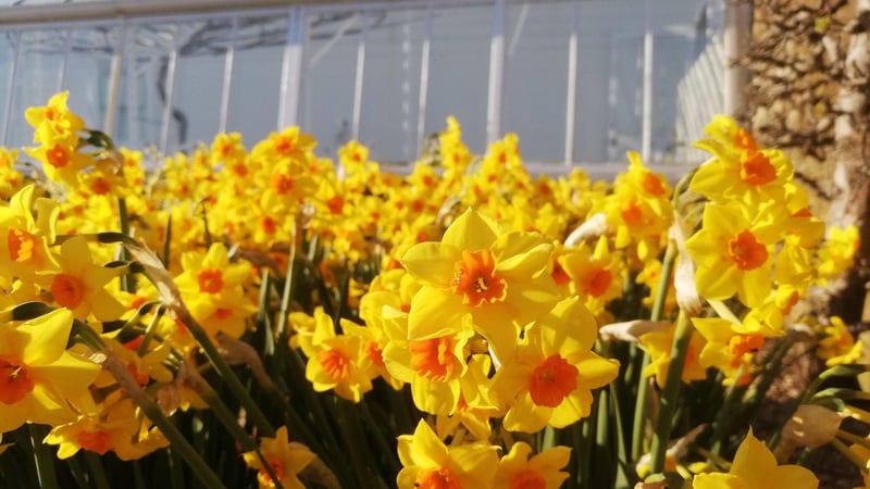 Narcissus 'Falconet’ in the Walled Garden at West Dean Gardens