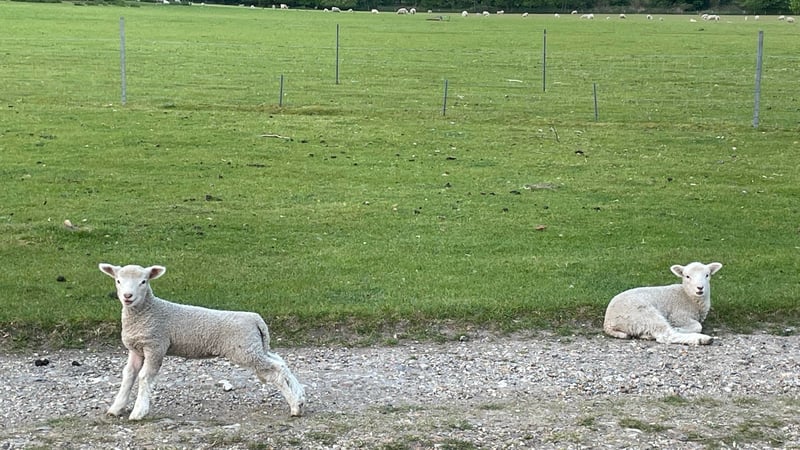 Lambs in the surrounding parkland