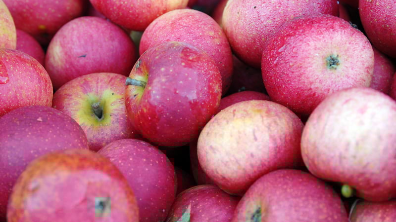 Apples from West Dean Gardens orchards