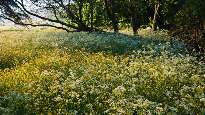 Wild Flowers at West Dean Gardens