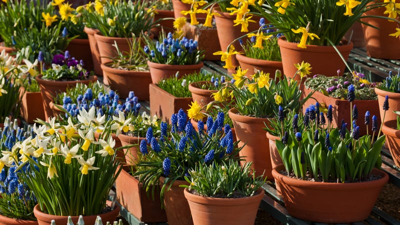 Spring Bulbs at West Dean Gardens
