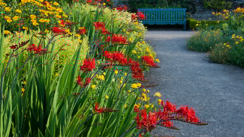 Crocosmia Lucifer at West Dean Gardens