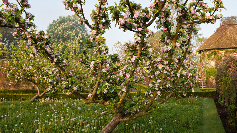 Apple Orchard at West Dean Gardens West Sussex