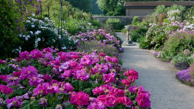 Summer Borders at West Dean Gardens West Sussex