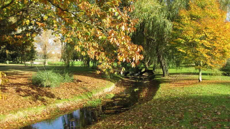 Autumn leaves alongside the River Lavant