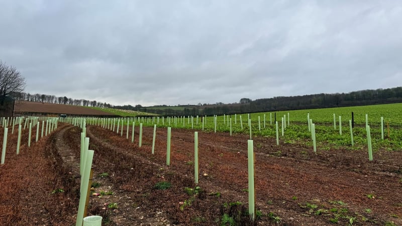 planting on west dean estate