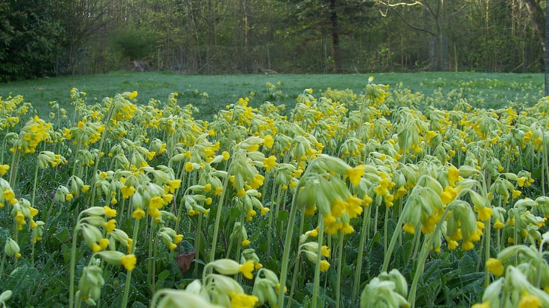 Cowslips at West Dean Gardens, West Sussex