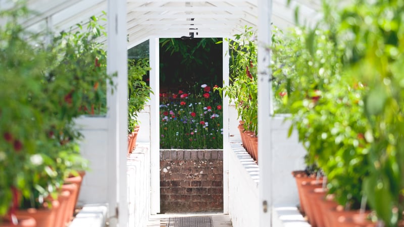 Chilli plants in summer in a Victorian glasshouse @westdeangardens