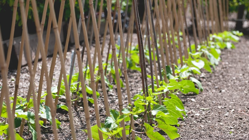 Vegetable crops in the Kitchen Garden at West Dean