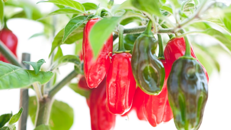 West Dean Gardens chillies