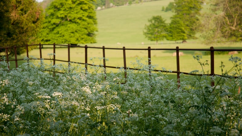 Summer Flowers at West Dean Gardens