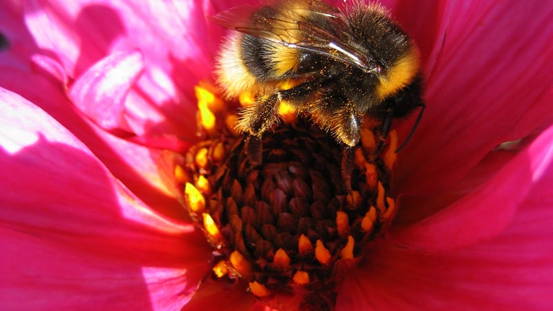 Bee on a Dahlia