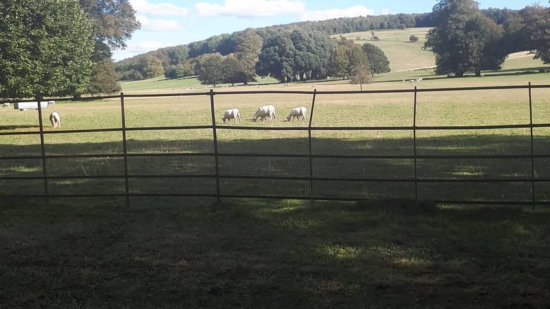A group of sheep grazing in the grounds at West Dean College. Three sheep are grouped together and one stands alone to their left, separately eating, but within the same field
