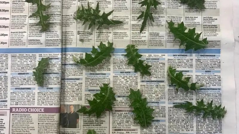 Specimens gathered for pressing [common thistle for austerity, Scotch thistle for retaliation, aspen for lamentation, weeping willow for mourning]