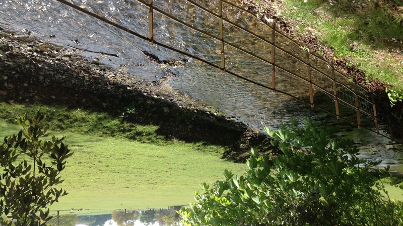 River Lavant in West Dean Gardens in May