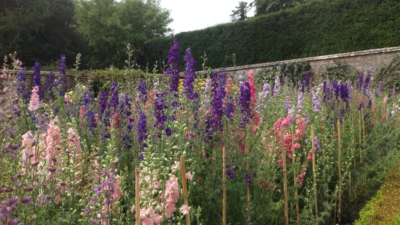 Larkspur in West Dean Gardens
